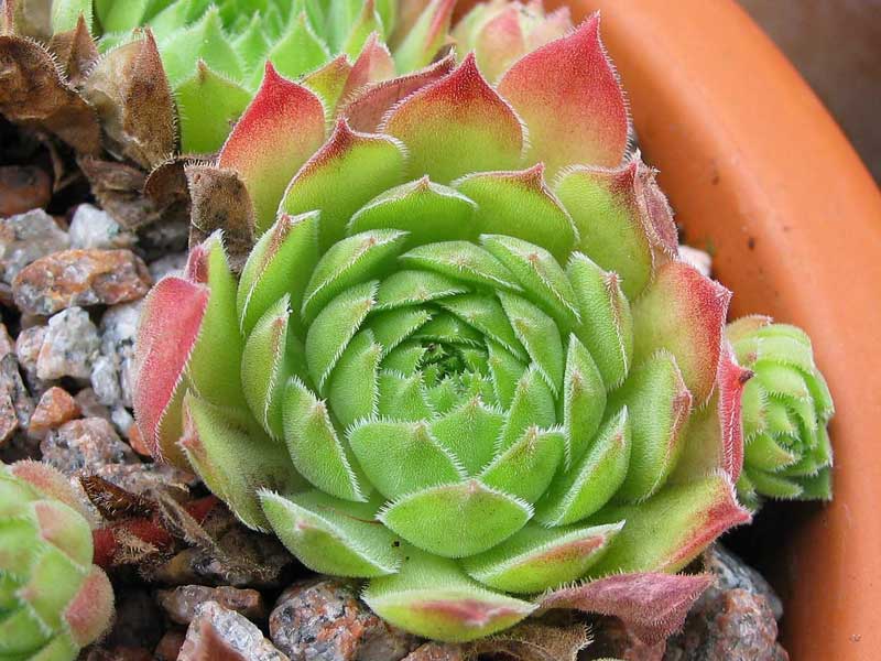 montanum (frigidum)