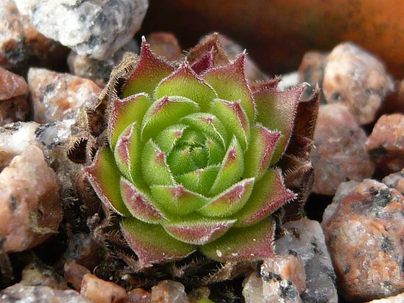 montanum (frigidum)