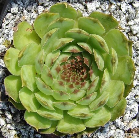tectorum var. arvernense from Mont Lozère (Typ PH1057)