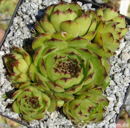 tectorum var. arvernense from Mont Lozère (Typ PH595)