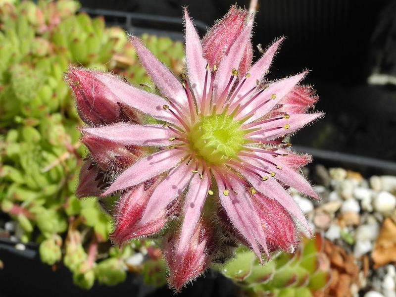 montanum ssp. burnatii from Queyras