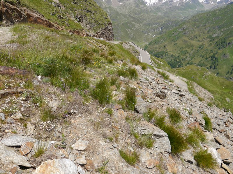 montanum from Timmelsjoch