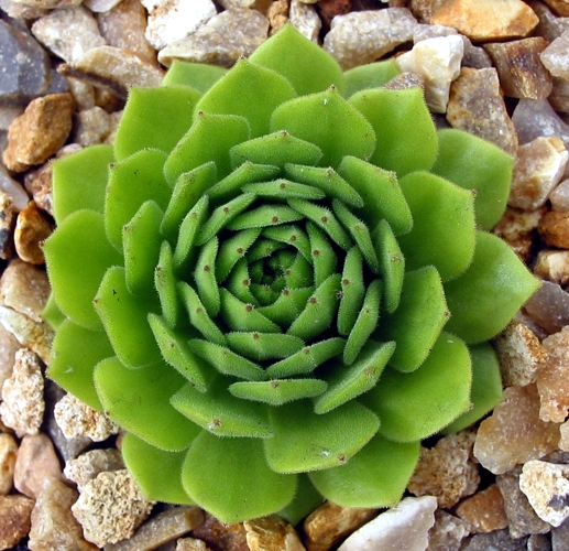 montanum ssp. burnatii