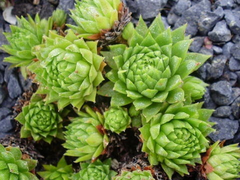 montanum from L'Arbizon