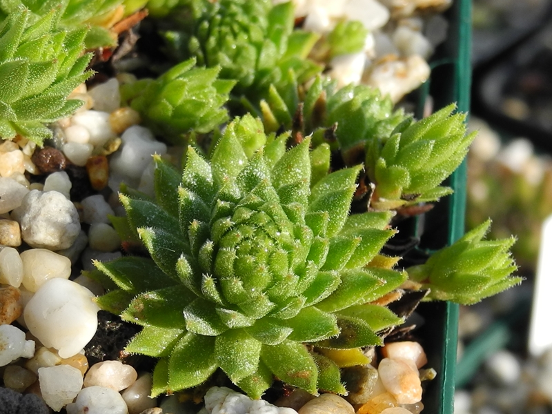 montanum from L'Arbizon