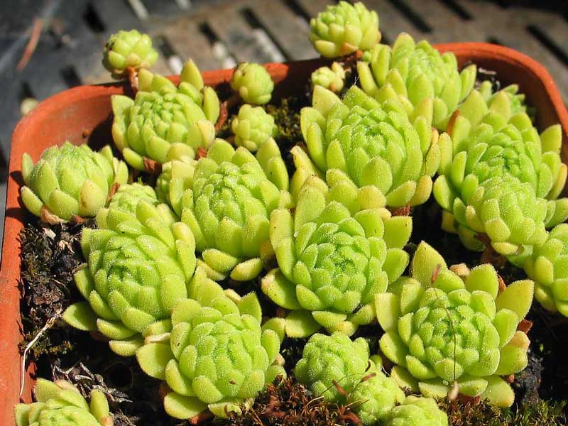 montanum (flagelliforme)