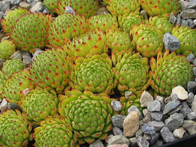 montanum from Envalirapass