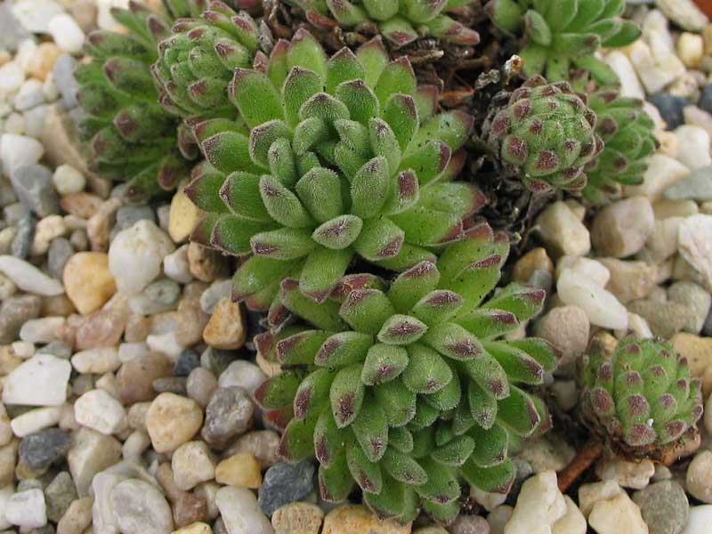 montanum from Pfossental