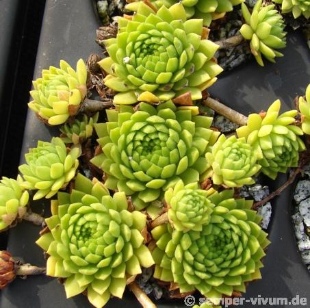 montanum ssp. carparthicum f. neopallidum from Ráztoka