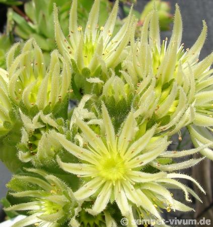 montanum ssp. carparthicum f. neopallidum from Ráztoka