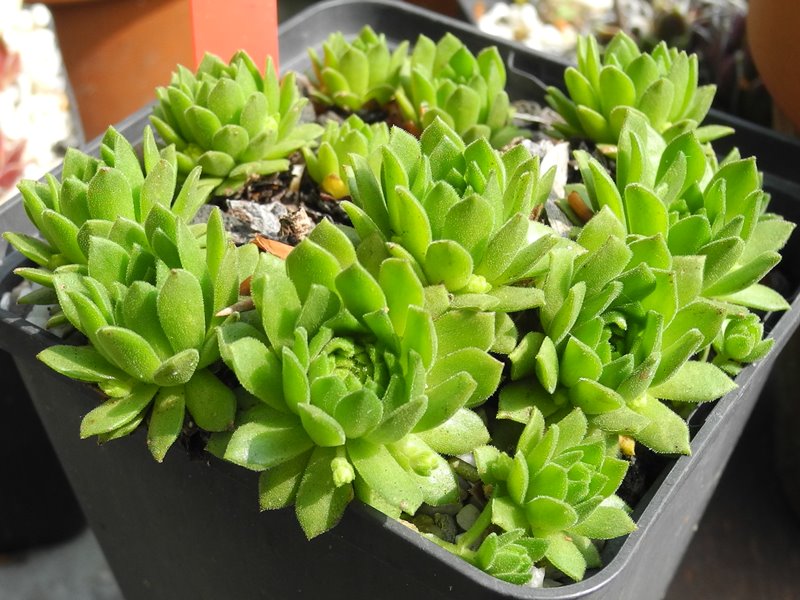 montanum ssp. carparthicum f. neopallidum from Trnác