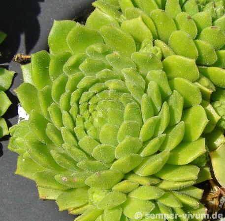 montanum ssp. carparthicum f. neopallidum from Trnác