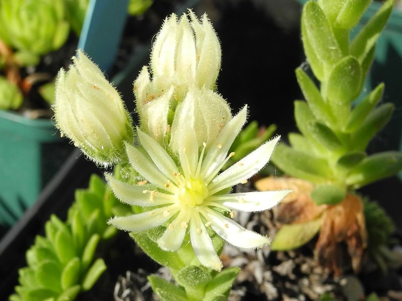 montanum ssp. carparthicum f. neopallidum from Trnác
