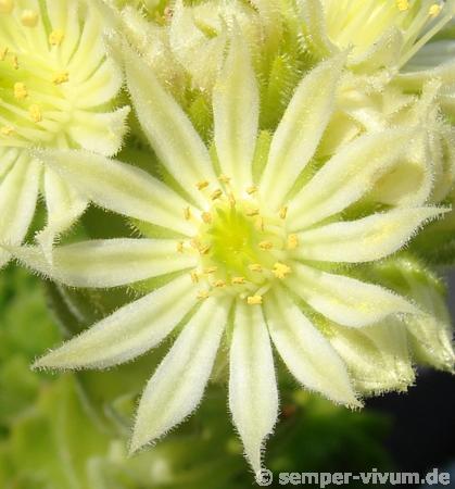 montanum ssp. carparthicum f. neopallidum from Trnác