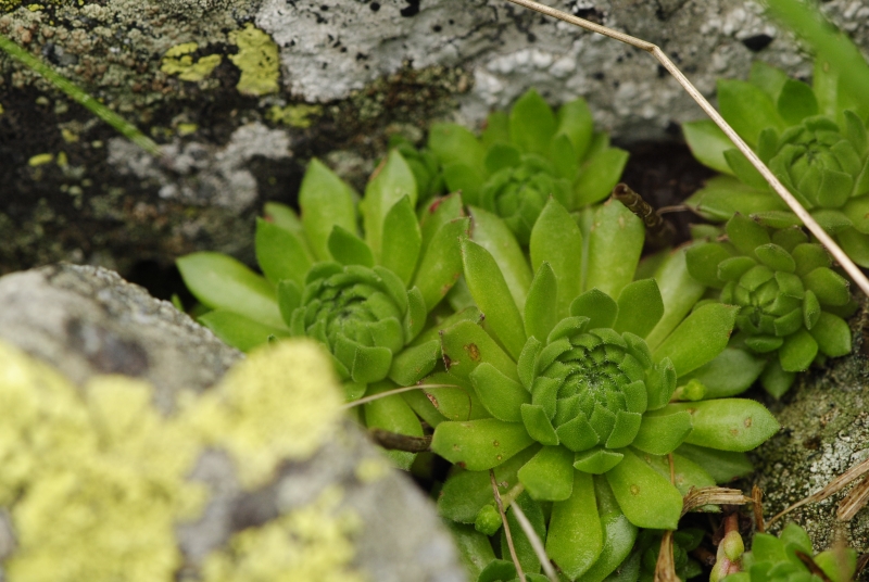 montanum ssp. carpathicum from Baníkovské sedlo