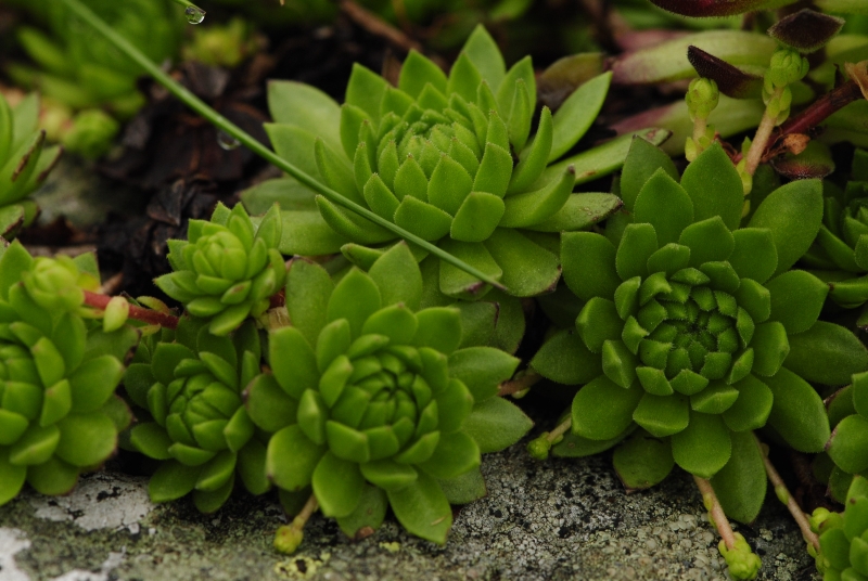 montanum ssp. carpathicum from Baníkovské sedlo