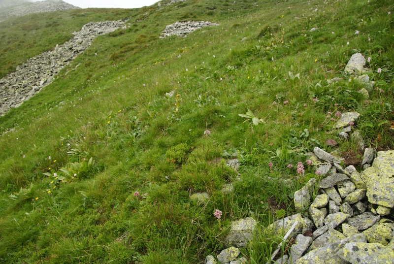 montanum ssp. carpathicum from Baníkovské sedlo