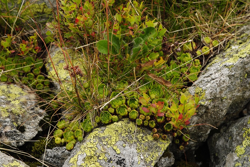 montanum ssp. carpathicum from Banistá