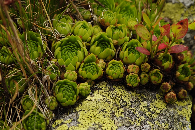 montanum ssp. carpathicum from Banistá