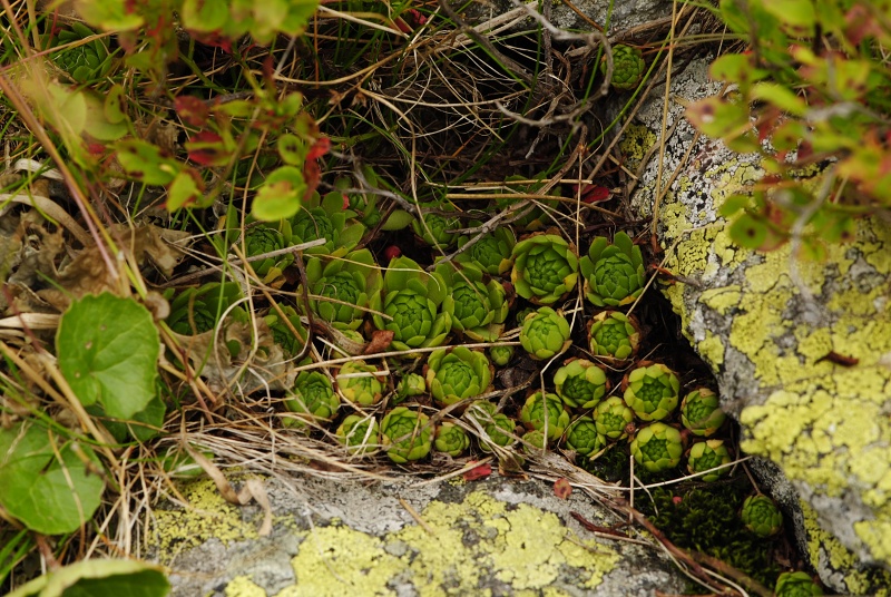 montanum ssp. carpathicum from Banistá