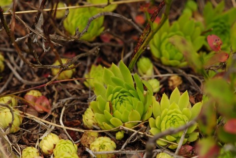 montanum ssp. carpathicum from Banistá