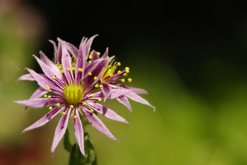montanum ssp. carpathicum from Banistá
