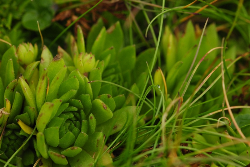 montanum ssp. carpathicum from Bystrá - SO Abhang