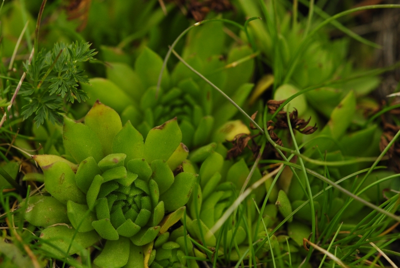 montanum ssp. carpathicum from Bystrá - SO Abhang