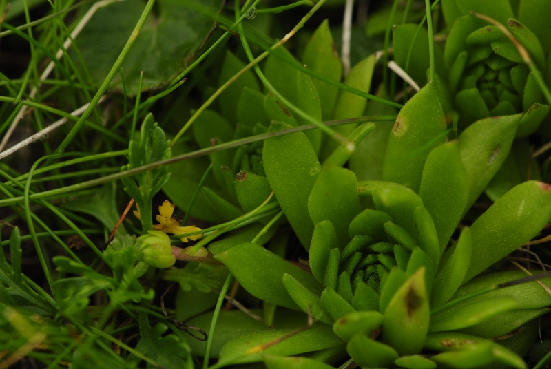 montanum ssp. carpathicum from Bystrá - SO Abhang