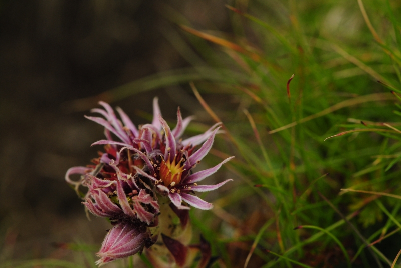 montanum ssp. carpathicum from Bystrá - SO Abhang