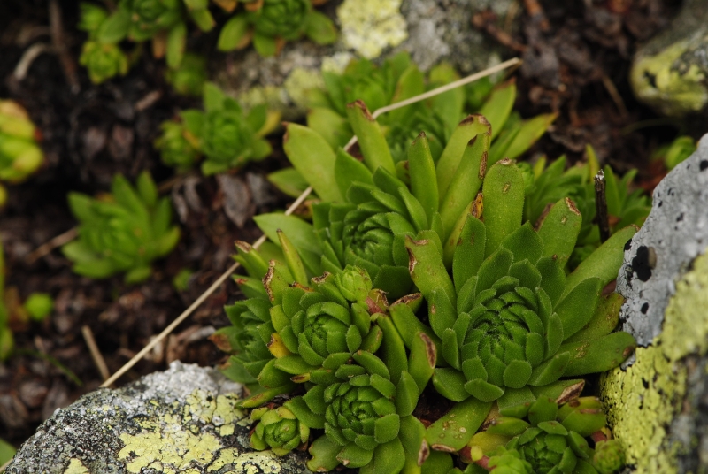 montanum ssp. carpathicum from Bystré sedlo