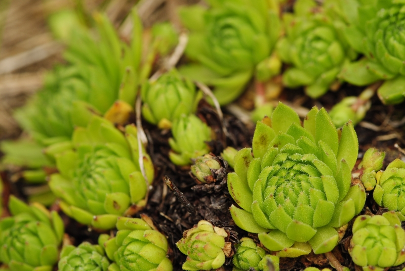 montanum ssp. carpathicum from Bystré sedlo