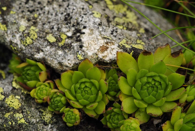 montanum ssp. carpathicum from Bystré sedlo