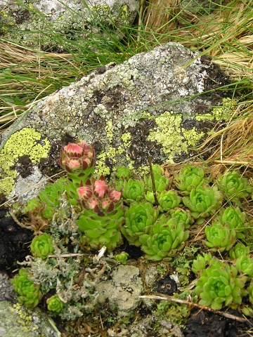 montanum ssp. carpathicum from Ďumbier