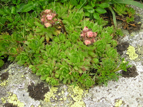 montanum ssp. carpathicum from Ďumbier