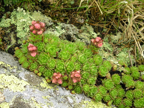 montanum ssp. carpathicum from Ďumbier