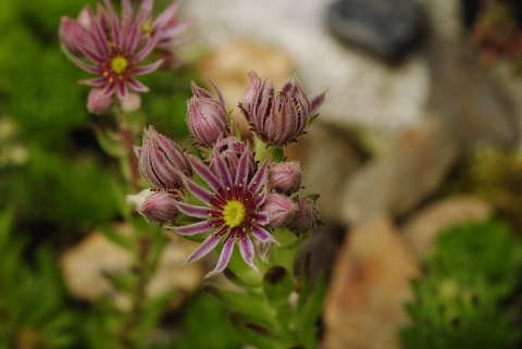 montanum ssp. carpathicum from Ďumbier