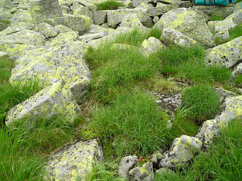 montanum ssp. carpathicum from Ďumbier
