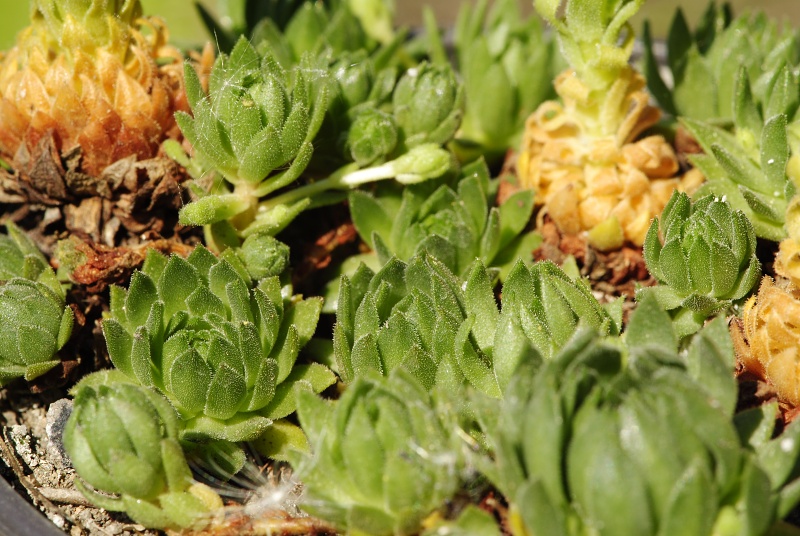 montanum ssp. carpathicum from Gáborovo sedlo
