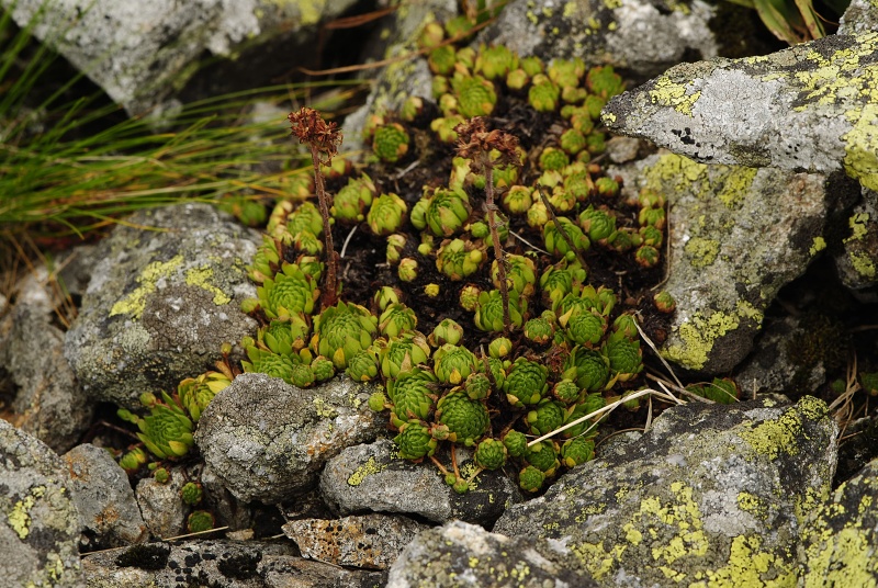 montanum ssp. carpathicum from Gáborovo sedlo