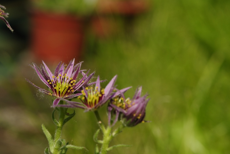 montanum ssp. carpathicum from Gáborovo sedlo