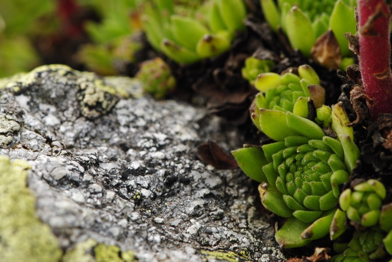 montanum ssp. carpathicum from Hrubý vrch, SO