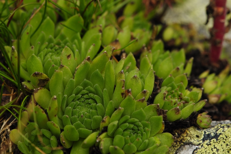 montanum ssp. carpathicum from Hrubý vrch, SO