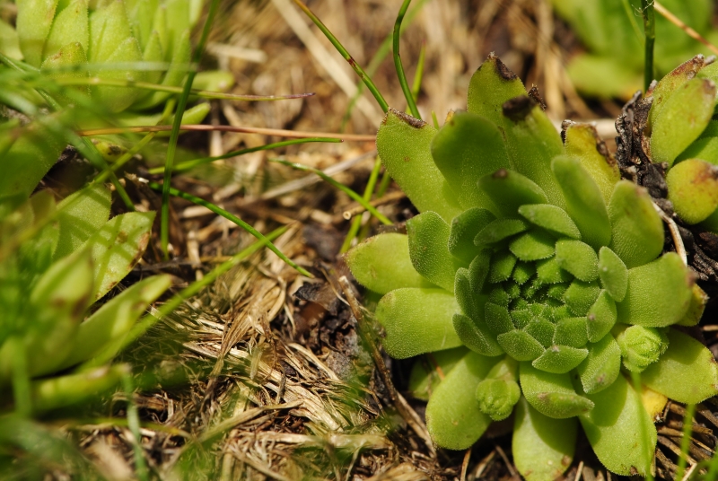 montanum ssp. carpathicum from Hrubý vrch, SO