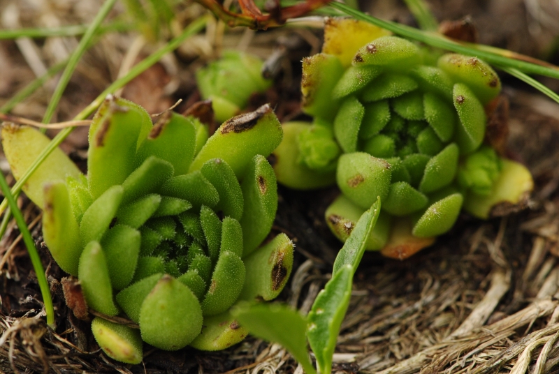 montanum ssp. carpathicum from Hrubý vrch, SO