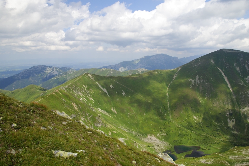 montanum ssp. carpathicum from Hrubý vrch, SO