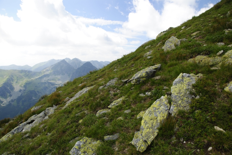 montanum ssp. carpathicum from Hrubý vrch, SO