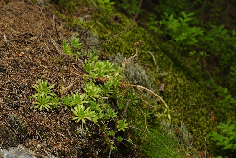 montanum ssp. carpathicum from Jalovecká dolina, Mündung