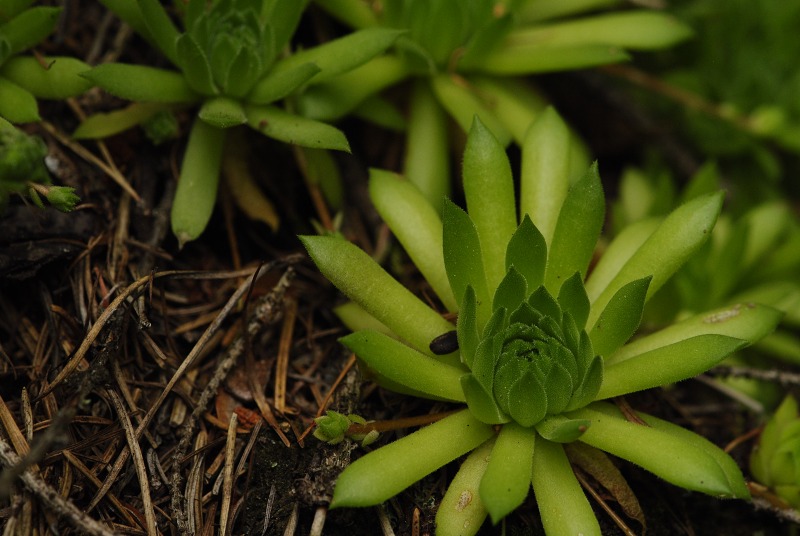 montanum ssp. carpathicum from Jalovecká dolina, Mündung