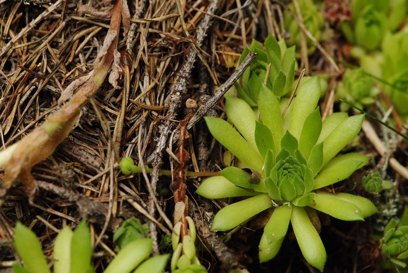 montanum ssp. carpathicum from Jalovecká dolina, Mündung